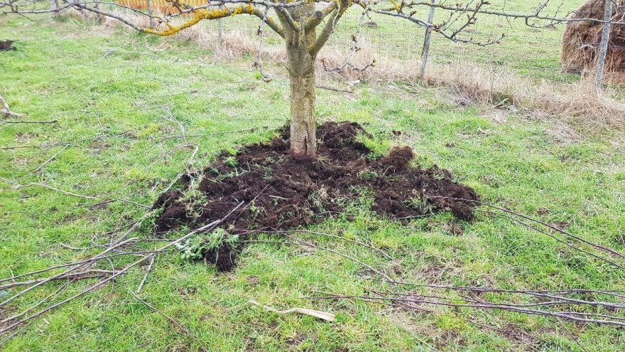 Kako, kada i koji stajnjak rasipati oko voća?