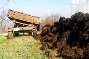 Zašto stajnjak ne ostavljati u gomilice na njivi i u kojim uslovima može čekati zaoravanje?