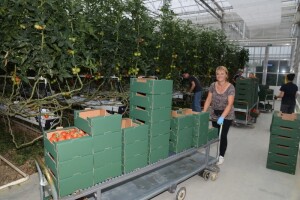 Za izgradnju staklenika 3,7 milijuna kuna
