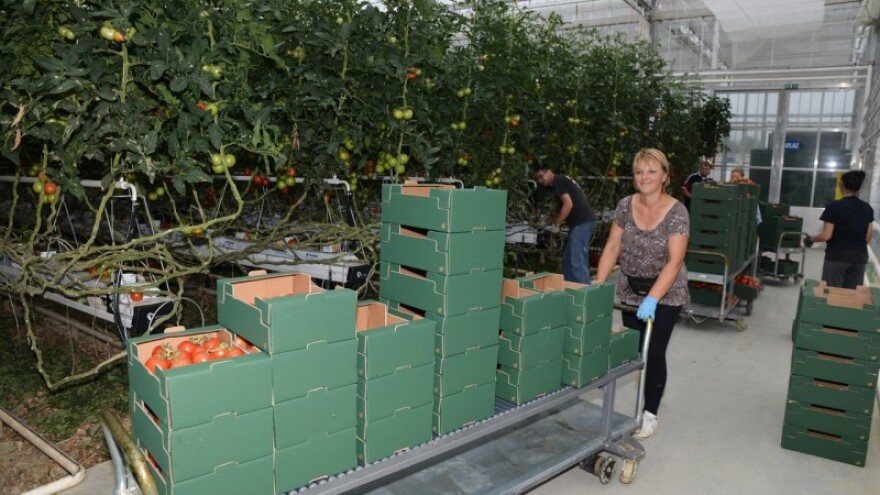 Za izgradnju staklenika 3,7 milijuna kuna