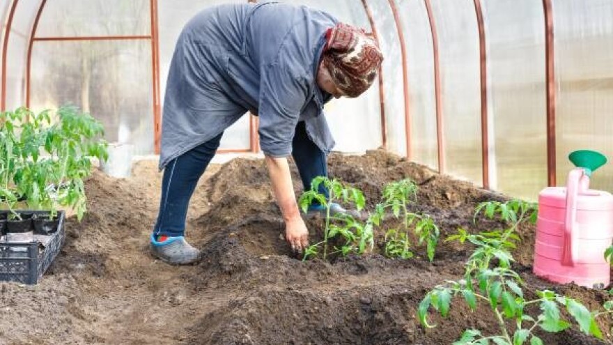 Budućnost malih proizvođača u plastenicima?