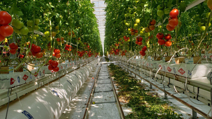 Davor Bošnjaković: Svi hrvatski proizvođači osiguravaju tek 30% godišnjih potreba za rajčicom