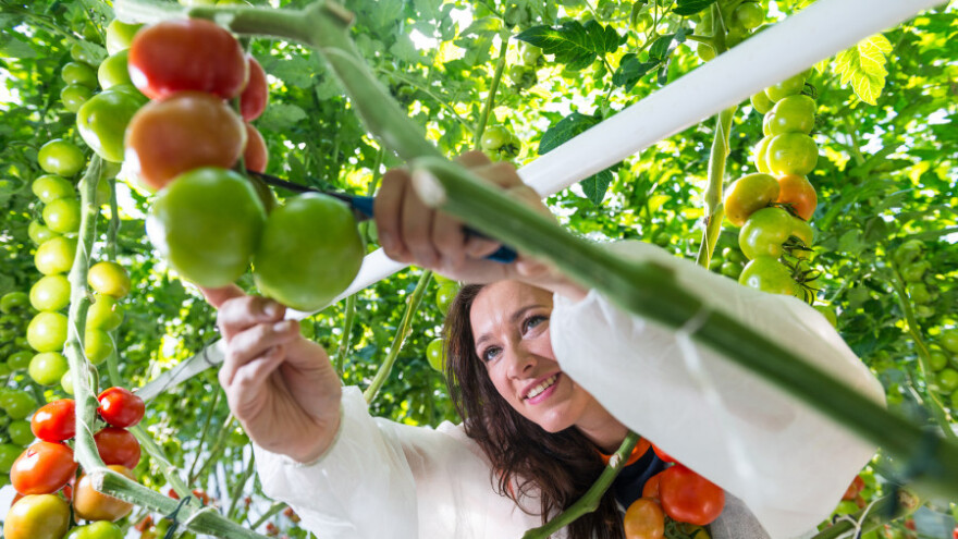 U Turskoj koriste geotermalne izvore u staklenicima