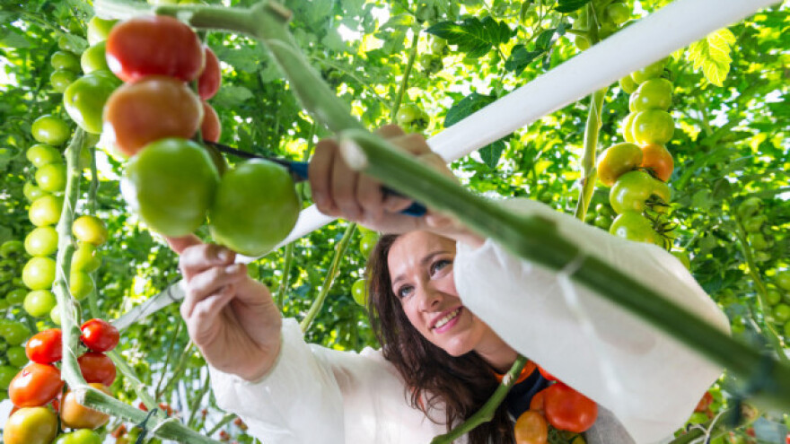 Turska: Geotermalni izvori u staklenicima