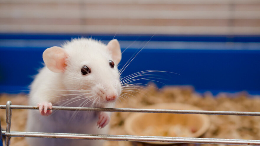 Mijenja se Pravilnik o zaštiti životinja u istraživanjima