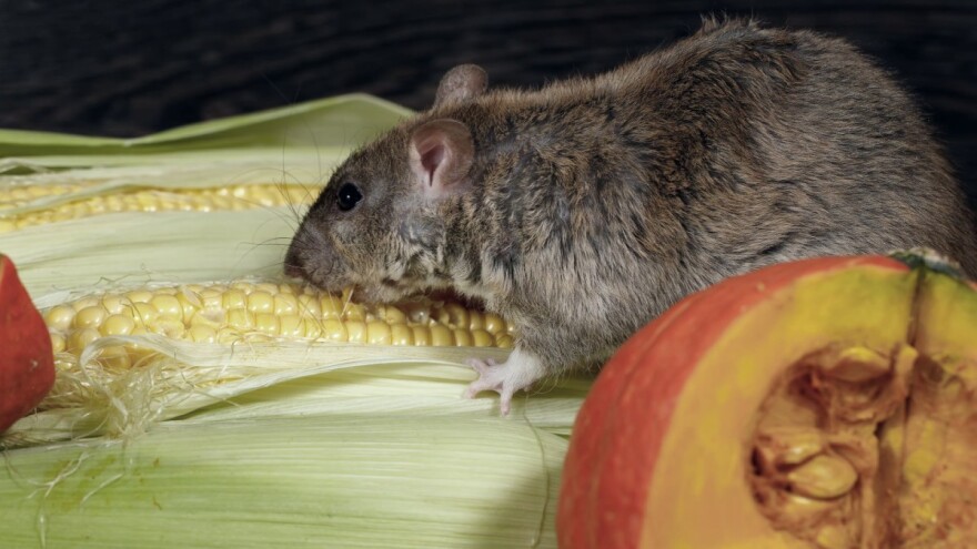 Štete od invazivnih vrsta u Europi više od 116 milijardi eura?