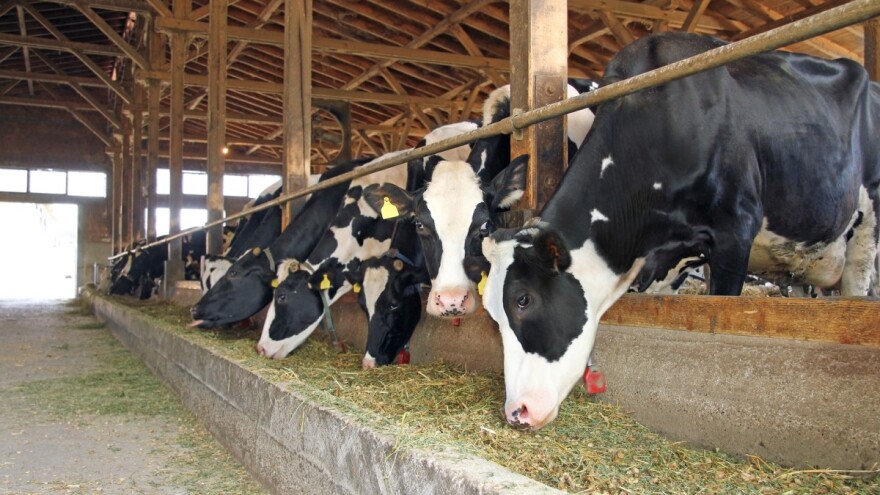 Poluslobodni sistem držanja goveda za veću mlečnost