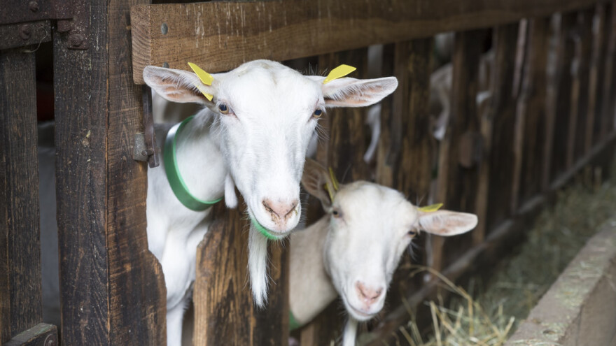 U SBK će sa 10.000 KM podsticati izgradnju štalskih objekata