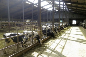 Kvalitet vazduha u štalama od izuzetne važnosti za krave
