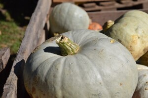 Gigantske ljepotice: turkinje su odlično rodile - iskoristite to