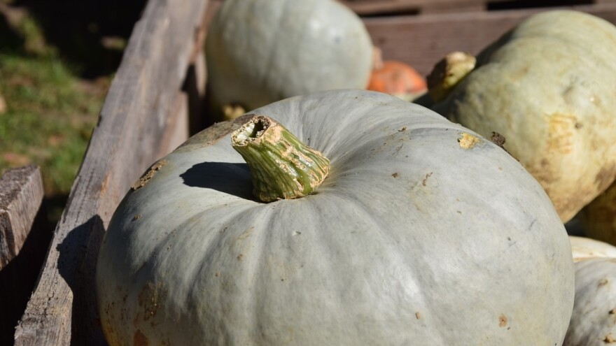 Džinovske lepotice: Stambolke su odlično rodile - iskoristite to