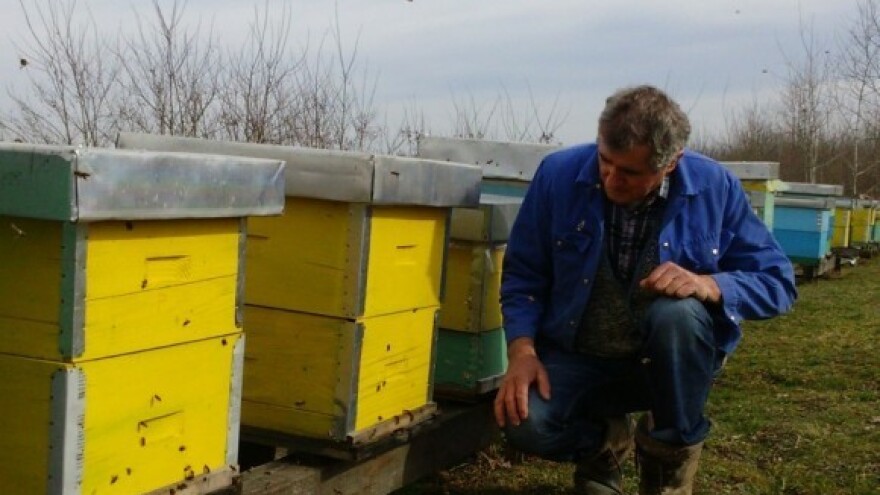 Pčelarima novčane potpore zbog suzbijanja varooze