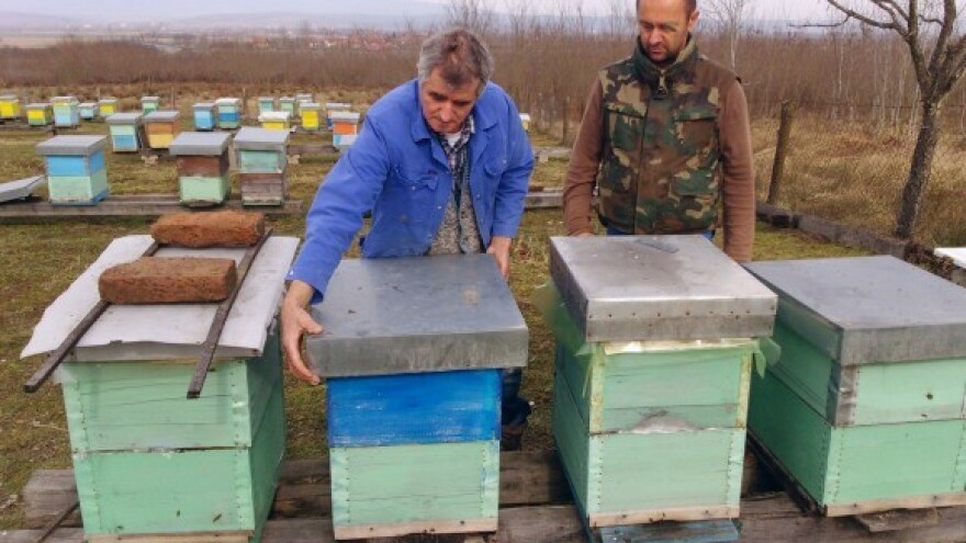 Sudjelujte u izradi nacionalnog pčelarskog programa