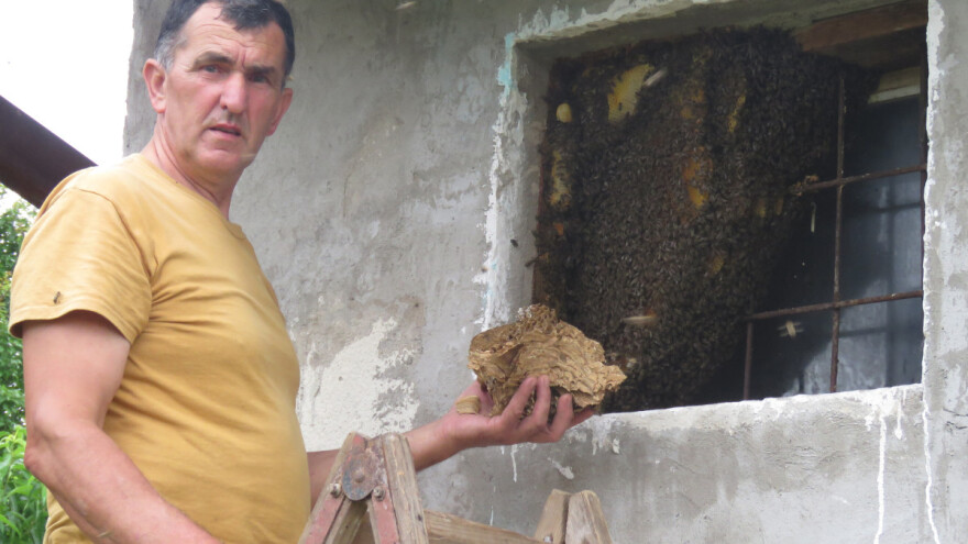 Odbjegli roj pčela formirao zajednicu u prozoru