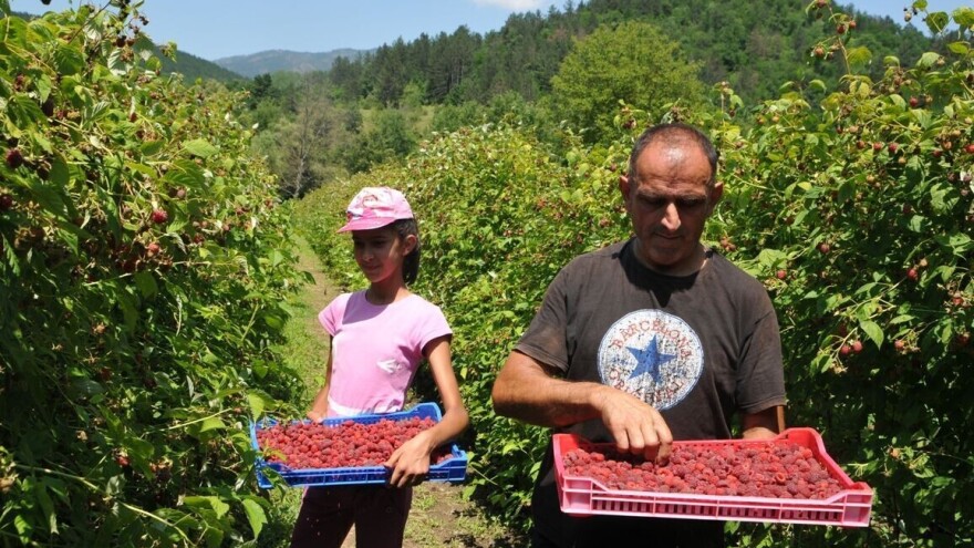 Staniša Dragičević prošlu godinu posmatrao kao prirodnu nepogodu - nije odustao od malina