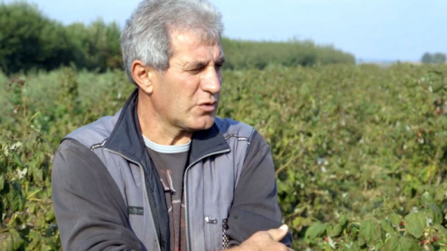 Proizvodnja malina u Tovariševu