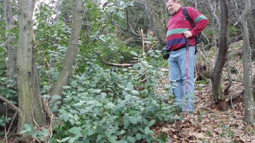 Ukrašavanje božikovinom i tisom - uz dozvolu