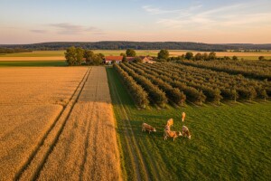 Stanje ekološke poljoprivrede u Osječko-baranjskoj županiji