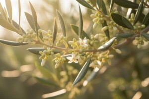 Stanje maslinika na dubrovačkom području