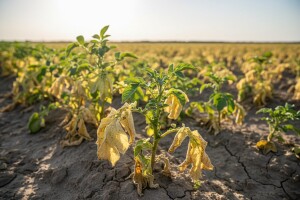 Stanje na međimurskim poljima krumpira