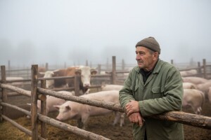 Stanje na tržištu stoke