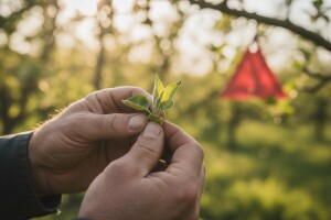 Stanje nasada jezgričavog voća