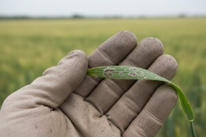 Stanje ozimog ječma