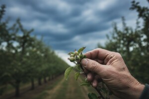 Stanje u podravskim nasadima jabuka