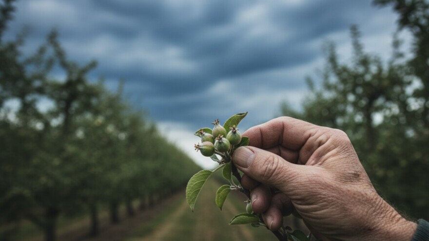 Stanje u podravskim nasadima jabuka