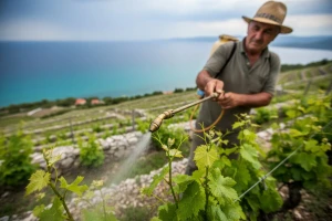Stanje vinove loze u Primorsko-goranskoj županiji