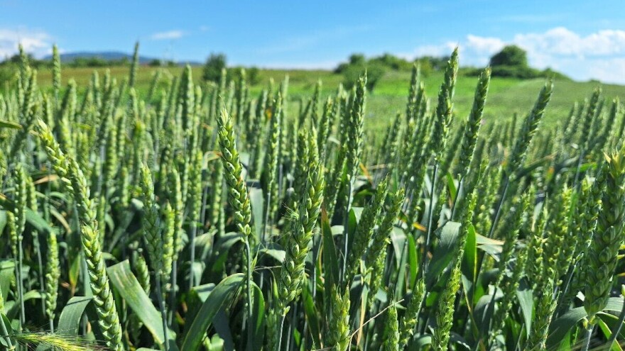 I dalje nestabilno vreme sa pljuskovima - iduće nedelje do 32°C