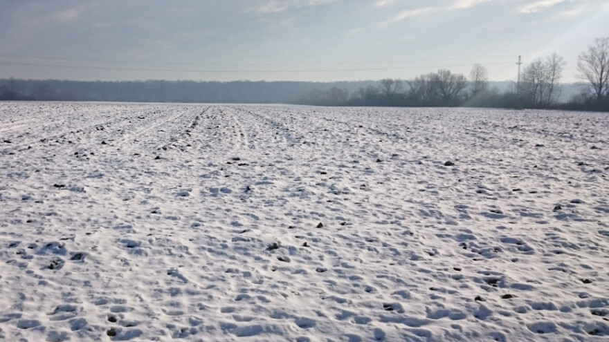 Mogla bi stradati kasno posijana pšenica!