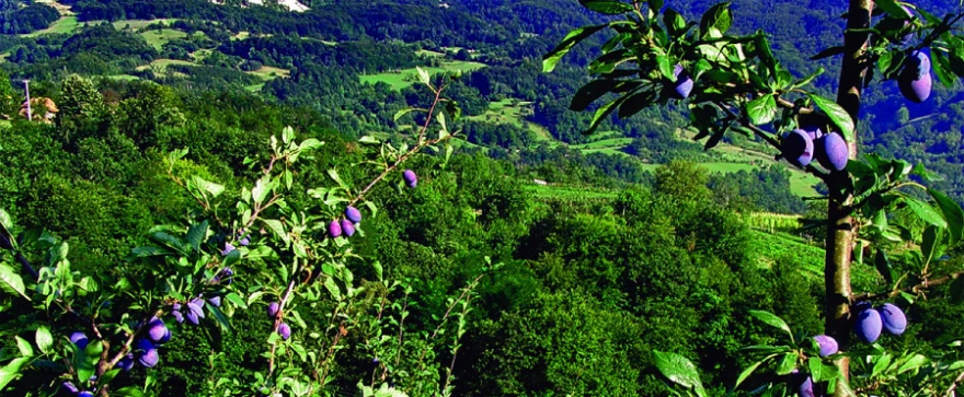&Scaron;ljivik
