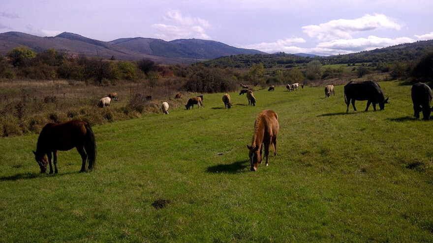 Stara i planina Kučaj-Beljanica proglašene nacionalnim parkovima