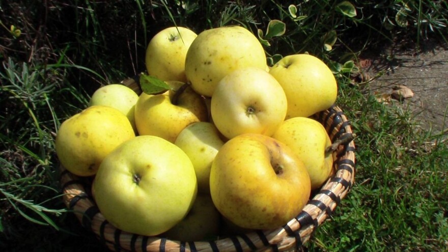 Zaljubljenik ste u stare sorte voća i povrća? Dođite u Cernik na razmjenu sjemenja!