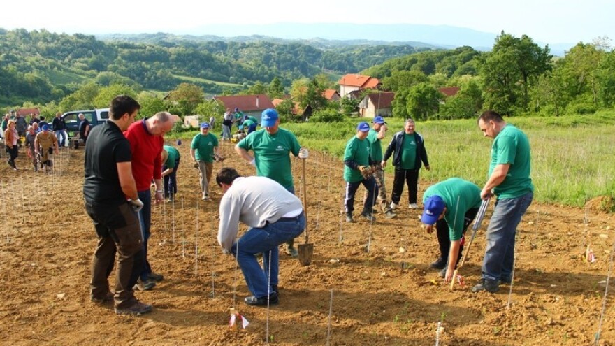 U potrazi za starim hrvatskim sortama vinove loze