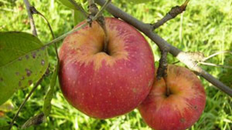 Izložba starih sorata voća