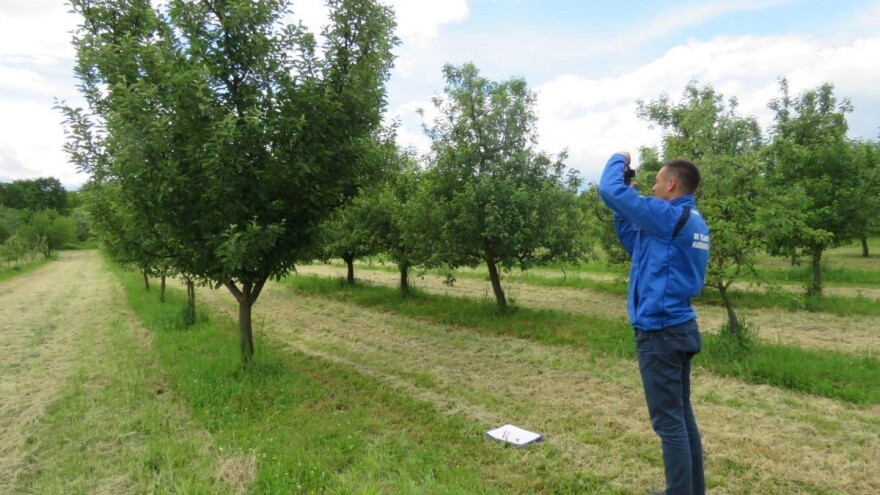 Jednom izgubljena sorta nenadoknadiv je gubitak, Slavonci i Vojvođani zajedno istražuju stare sorte voća