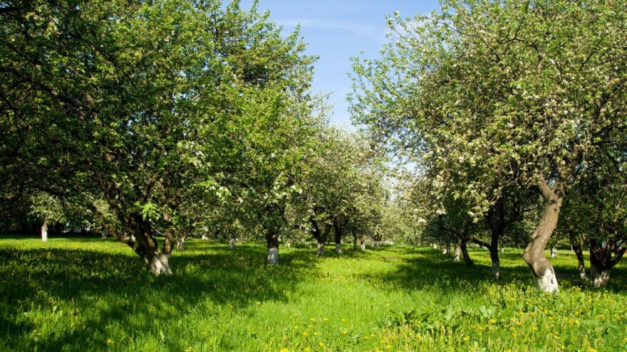 Kako do potpore za održavanje ekstenzivnih voćnjaka i maslinika?