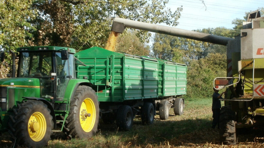 Od kukuruza do grožđa - smanjena proizvodnja