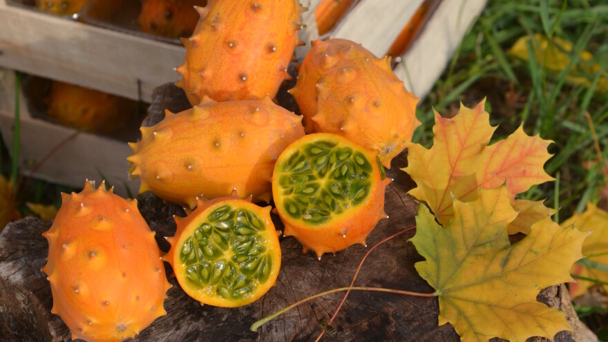 U Mačvi uspešno raste kivano - veći prinos nego u inostranstvu