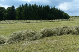 Kom' je sijeno pokislo, ima da ga prevrće ovih dana
