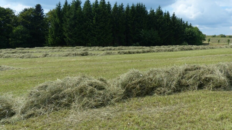 Kom' je sijeno pokislo, ima da ga prevrće ovih dana