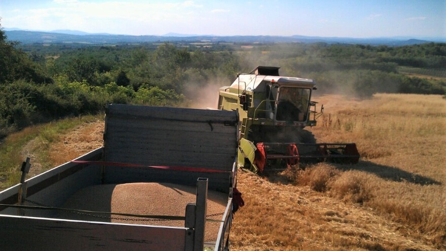 Evolucija ratarskih nadanja: Pre osam godina cena pšenice 24,30 dinara, a danas?