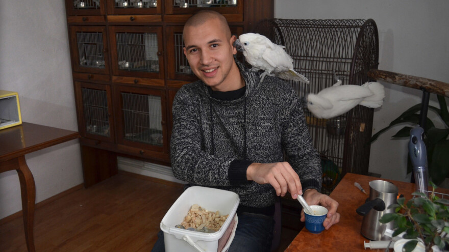 Uzgoj papiga: Stefan svakih 45 minuta hrani male ptiće, danju i noću