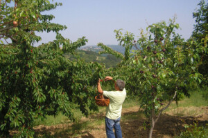 Cukerini, onjatke, vinogradske breskve... iz Male Kalifornije