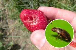 Nova prijetnja za proizvođače jagoda - Stelidota geminata!
