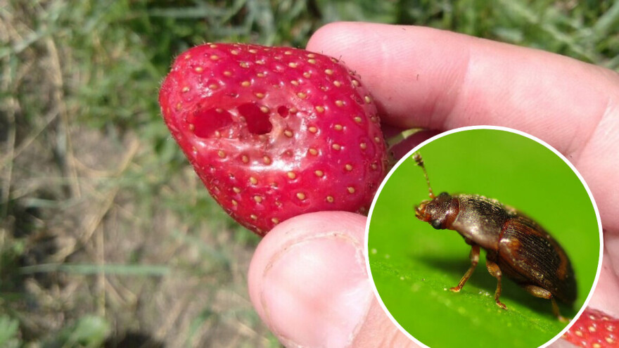 Nova prijetnja za proizvođače jagoda - Stelidota geminata!