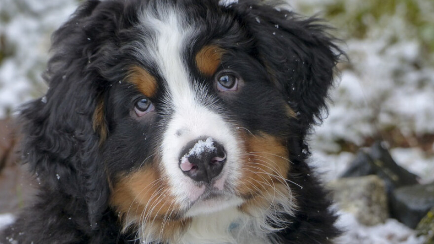 Da li je štenećak izlječiva bolest?