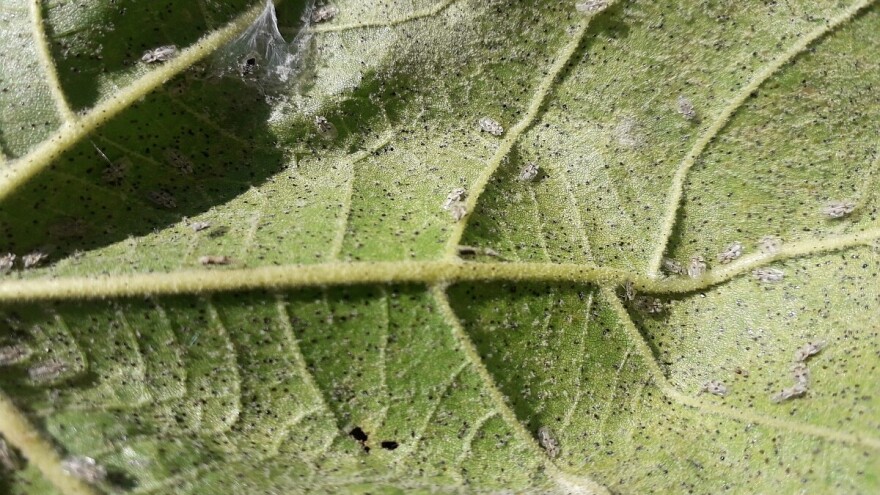 Napadnuto 90% hrastovih šuma! Eksperti zabrinuti zbog hrastove mrežaste stenice